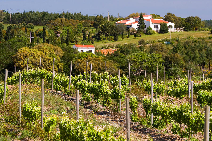 Algarve Farmers Battle Drought with Innovative Solutions