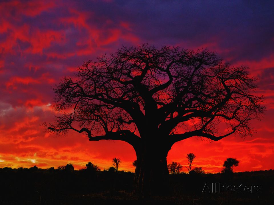 Baobab Fruit Offers Lifeline to Drought-Stricken Zimbabwean Farmers