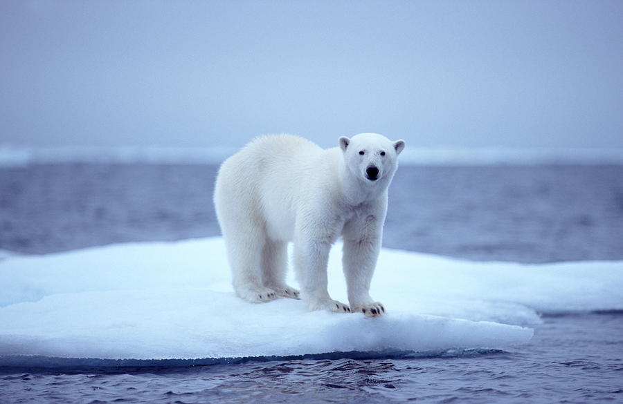 Climate Change Threatens Western Hudson Bay Polar Bears With Extinction