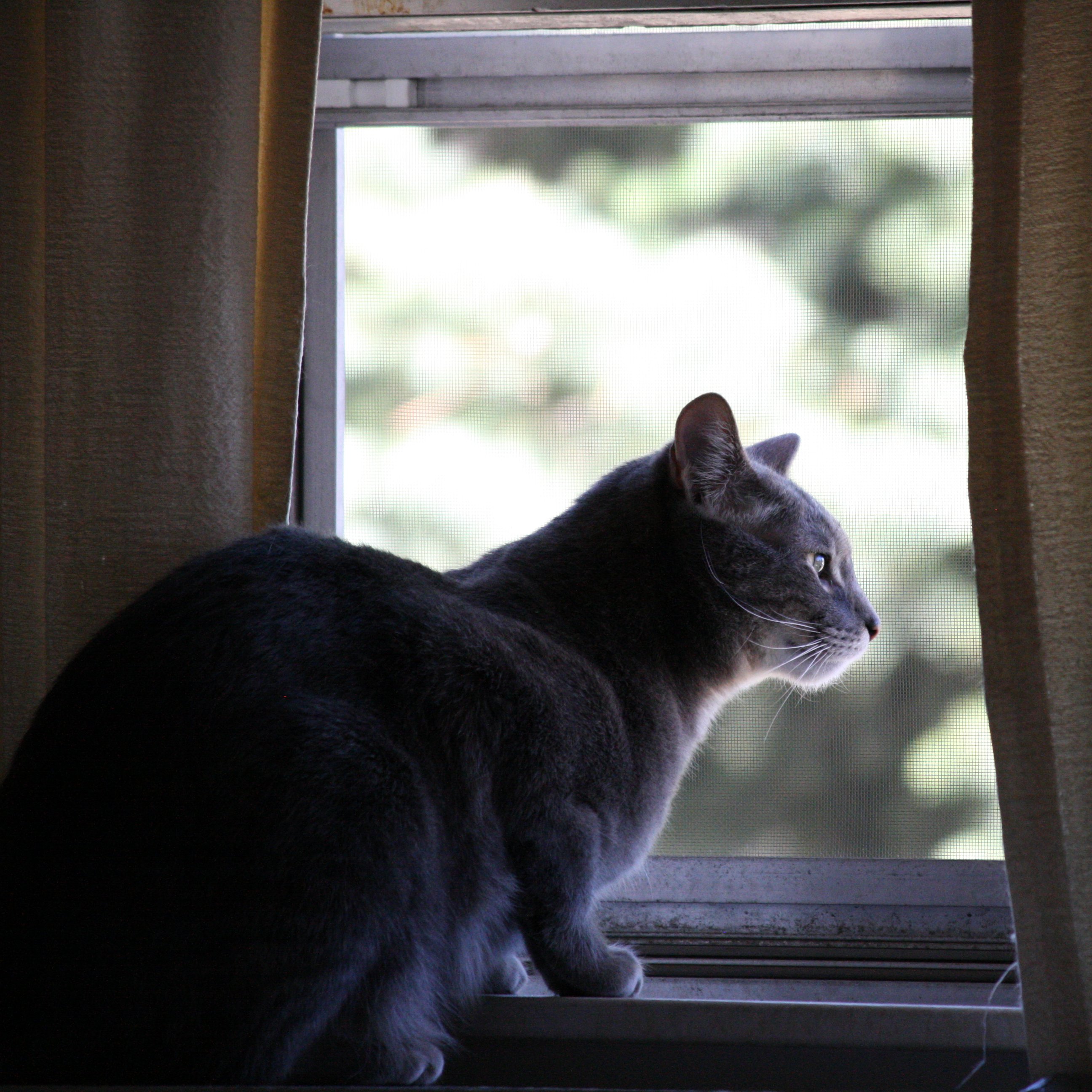 Lost Cat Found After Two Months in Roseville SPCA