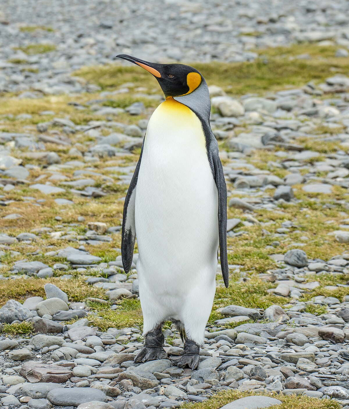 Pesto the Penguin:  Chubby King Steals Internet Hearts