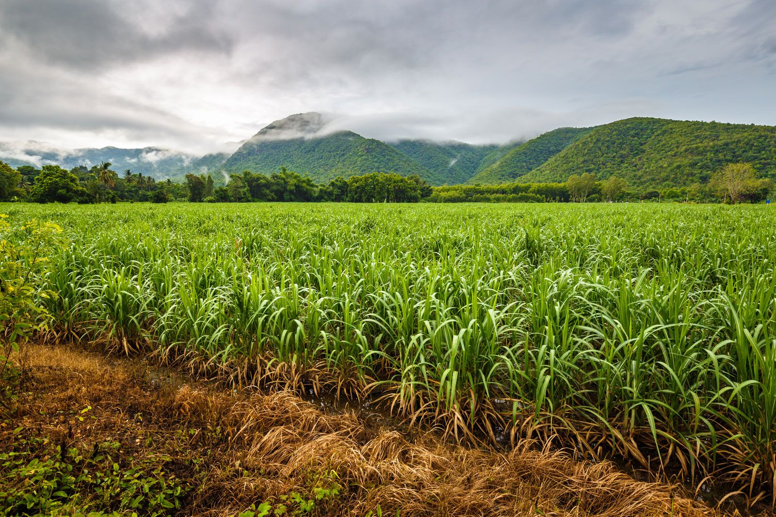 Sugar Prices Surge on Global Deficit and Ethanol Demand