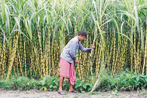 Sugar Stocks Sweeten as Government Plans Price Hikes, Ethanol Boost