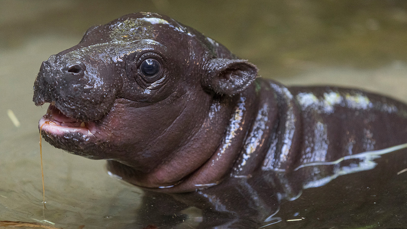 Tiny Hippo Captures Hearts, Raises Awareness for Endangered Species